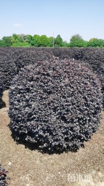 冠幅150厘米红花继木球