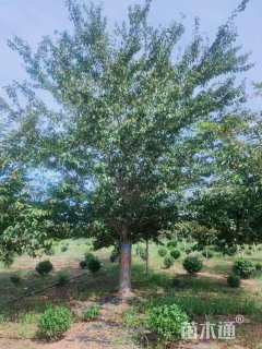 17公分染井吉野樱