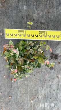 20厘米花叶络石