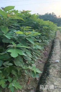 高度70厘米檫木小苗