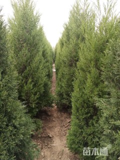 高度800厘米雪松