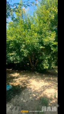 高度600厘米丛生五角枫