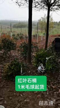 冠幅100厘米红叶石楠球