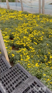 高度25厘米国庆菊