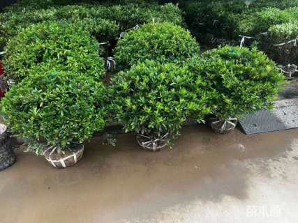 冠幅120厘米毛鹃球