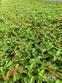 冠幅15厘米五色梅