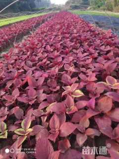 高度15厘米彩叶草