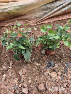 高度30厘米冬红