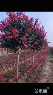 高度30厘米天鹅绒紫薇