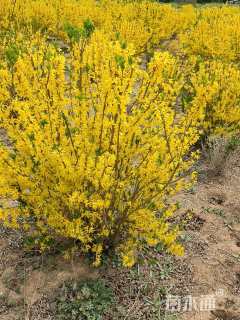 高度120厘米连翘