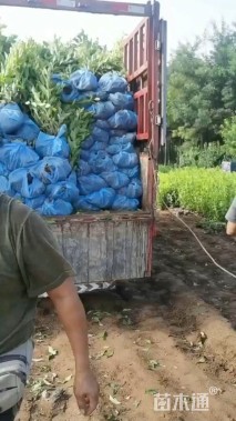 高度60厘米红王子锦带