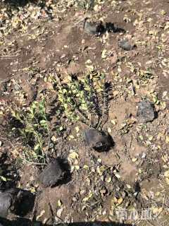 高度61厘米卫矛小苗