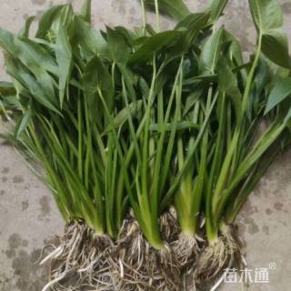 高度30厘米慈姑