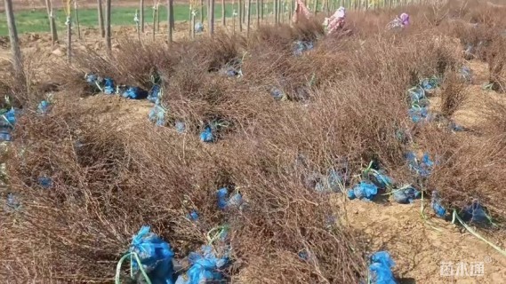 高度50厘米红叶小檗