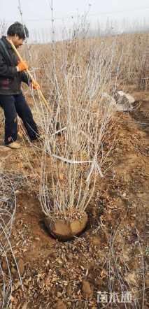 高度150厘米红王子锦带