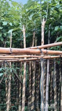 5公分红花风铃木