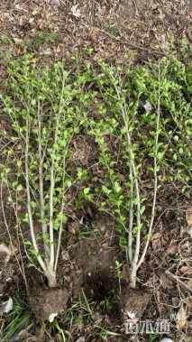 高度100厘米丛生木槿