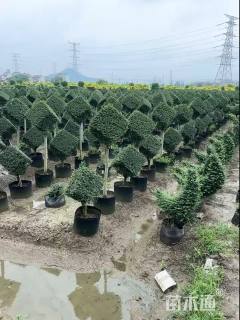 3公分造型川滇小蜡