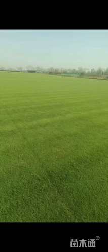 草块状百慕大草