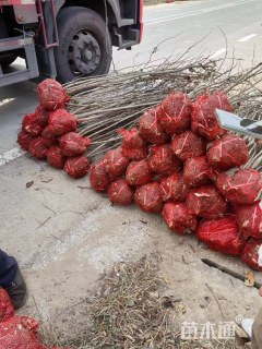 高度200厘米丛生紫荆