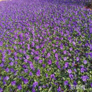 高度15厘米角堇