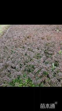 高度35厘米紫叶小檗