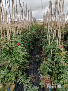 高度180厘米月季