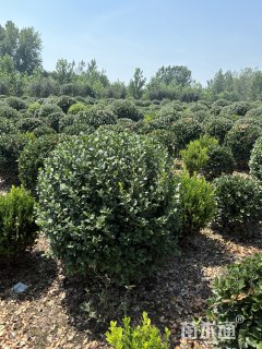 冠幅100厘米大叶黄杨球