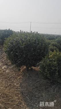 冠幅120厘米无刺枸骨球