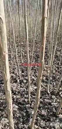 3公分杨树