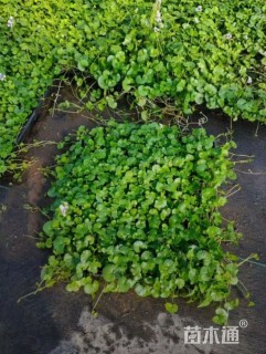 高度5厘米肾叶堇