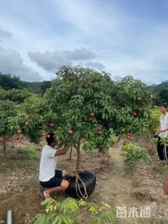 8公分荔枝