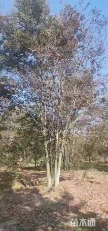 40公分(5杆)丛生榉树