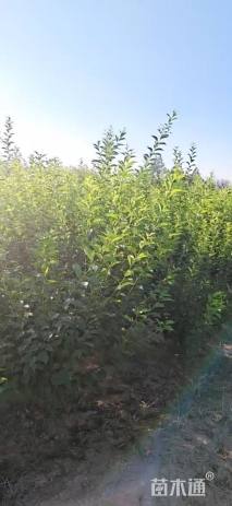 高度150厘米丛生榆叶梅