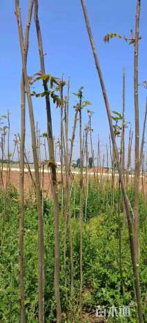 0.8公分红油香椿