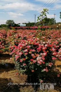 冠幅130厘米月季花球