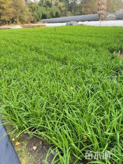 高度25厘米常绿萱草