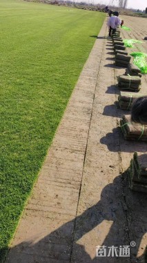 草卷状中华结缕草