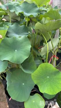 高度40厘米荷花