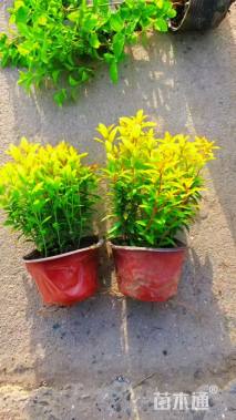 高度20厘米金叶满天星