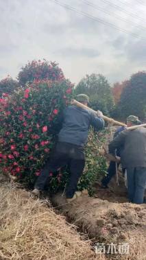 高度350厘米茶梅