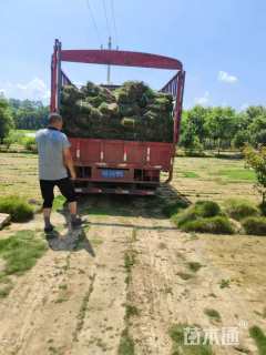 草块状马尼拉草