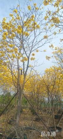 9公分黄花风铃木