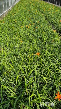 高度30厘米大花萱草