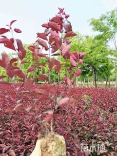 0.8公分紫叶矮樱