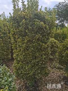 高度180厘米金边黄杨