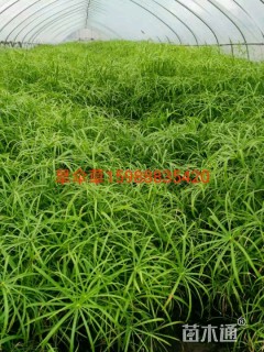 旱伞草
