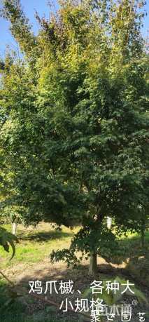 16公分鸡爪槭