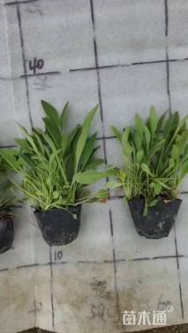 高度10厘米金鸡菊