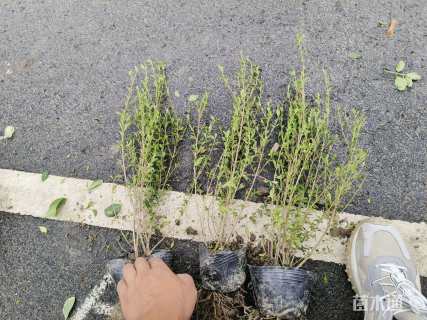 高度30厘米金边六月雪